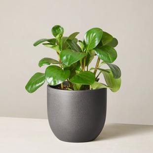 Peperomia Plant