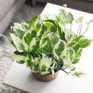 Leafy White Pothos Plant