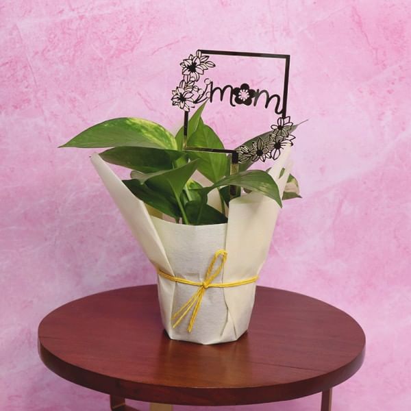 Charming Money Plant for Mom MyFlowerTree