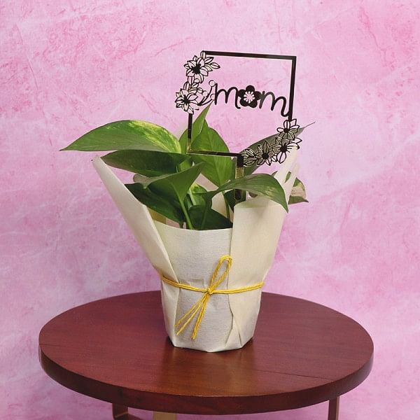 Charming Money Plant for Mom