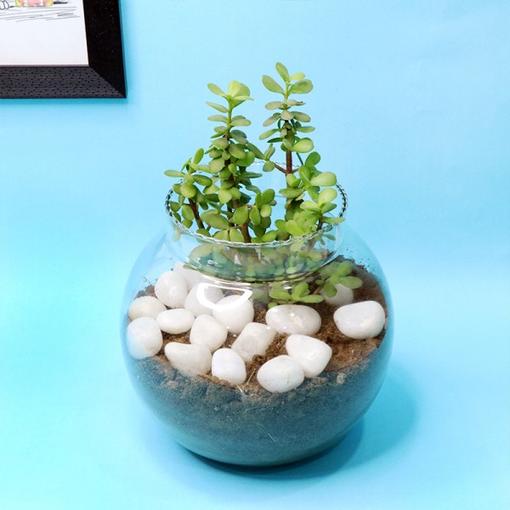 Fantastic Jade Terrarium Fantastic Jade Terrarium