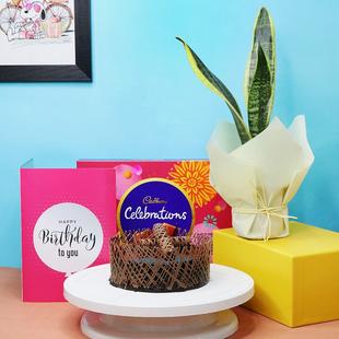 Snake Plant Birthday Combo