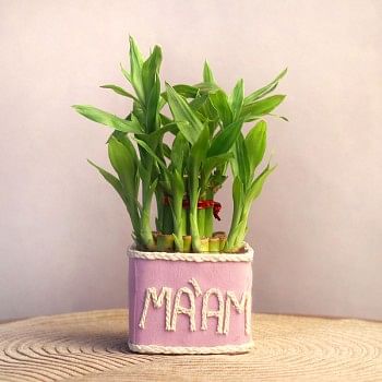 2 Layer Lucky Bamboo with "Maam" wriiten on it