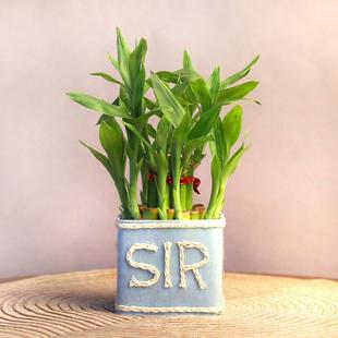 Good Luck Plant for Sir